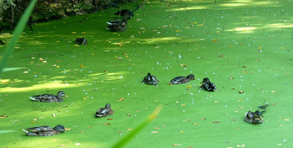 ducks on a green pond