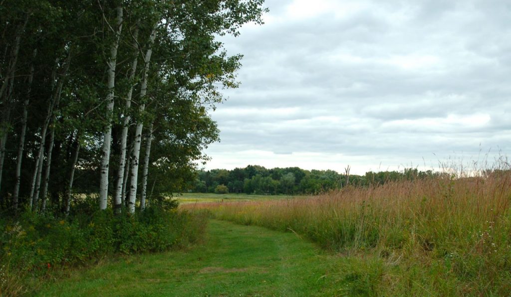 grassy trail next to woods and prairie