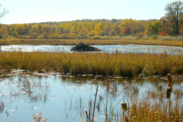 beaver lodge in a pond in William O'Brien State Park