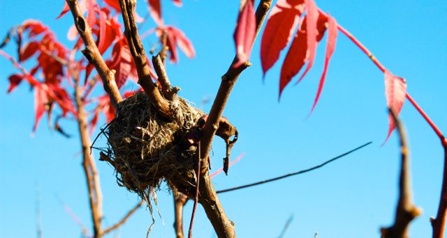 bird nest in a small tree with scarlet leaves