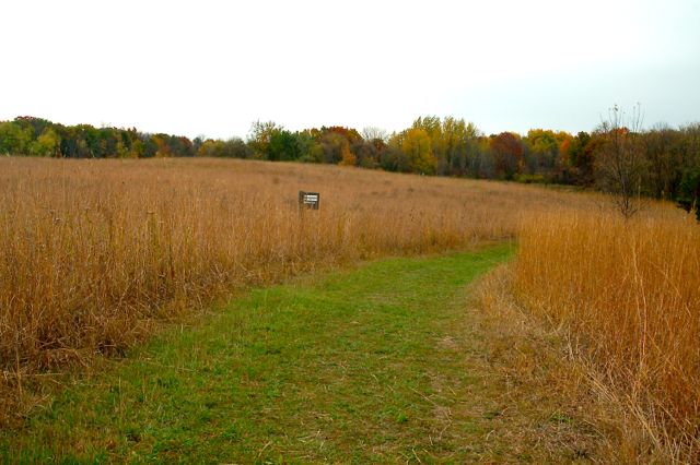 grassy trail through the prairie