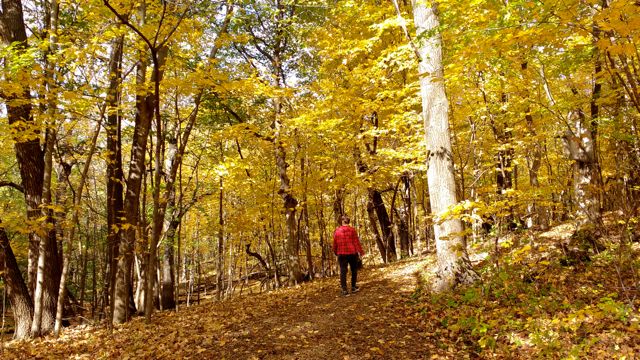woman hiking through yellow maple trees