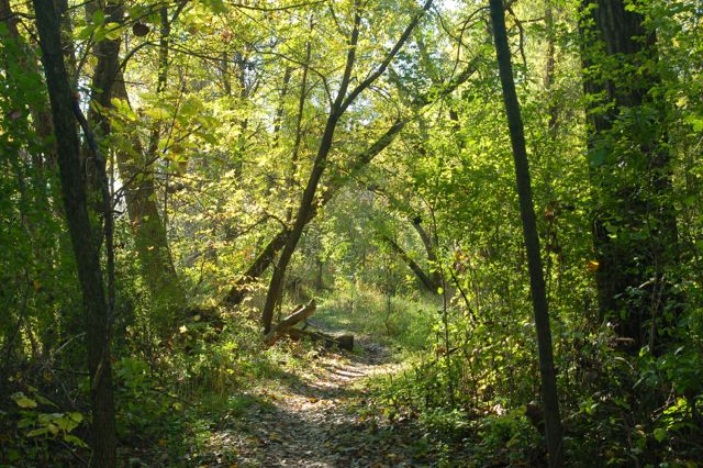 wooded hiking trail rice creek