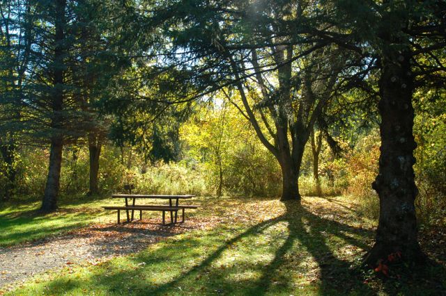 campsite at rice creek campground with picnic table