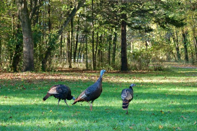 wild turkeys at rice creek campground