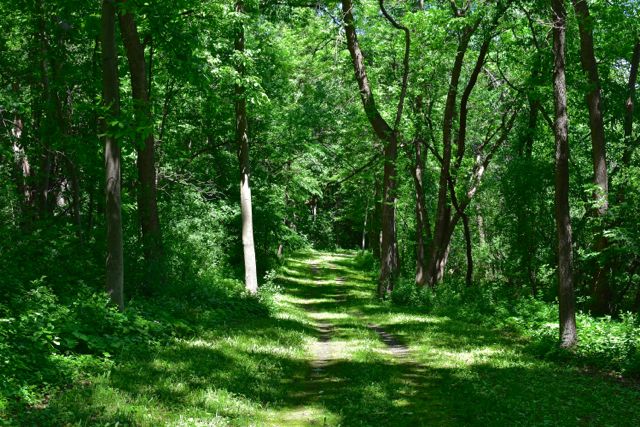 wooded hiking trail in minnewashta regional park