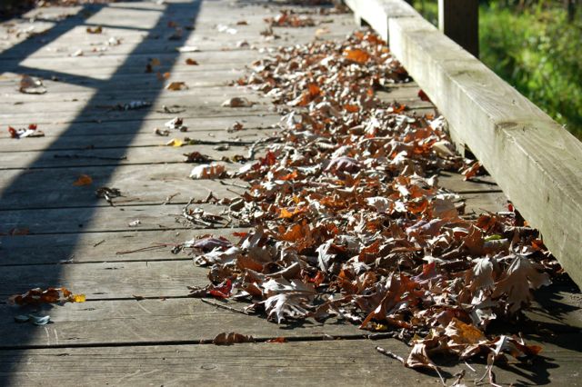 oak leaves on a foot bridge