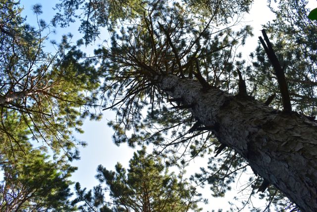 towering pine trees