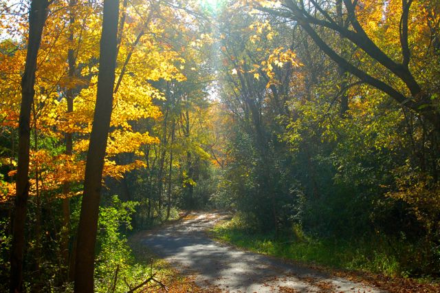 autumn leaves surround a paved trail through the woods