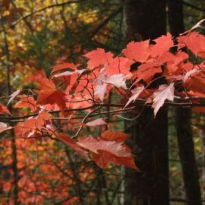 Minnesota DNR’s Fall Color Finder
