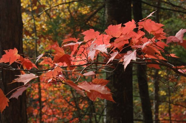 bright red maple leaves in a forest