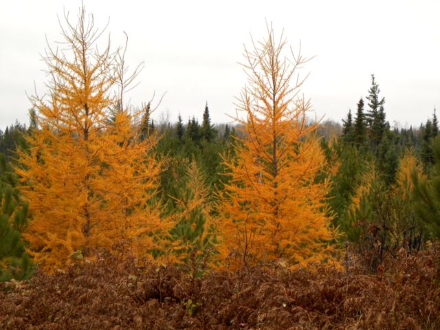 tamarack trees in their fall gold in front of a forest of dark green balsam fir and spruce