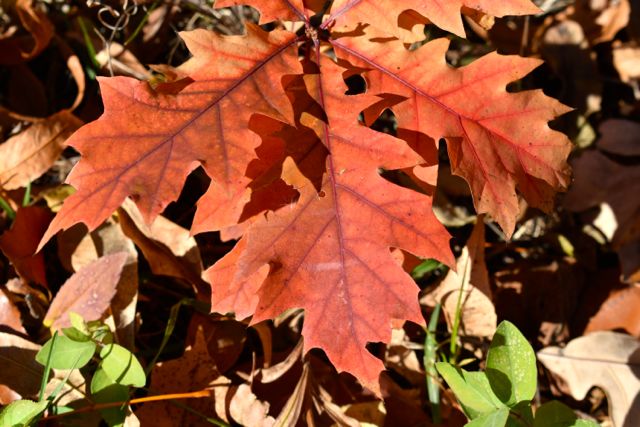 red oak leaves on a seedling