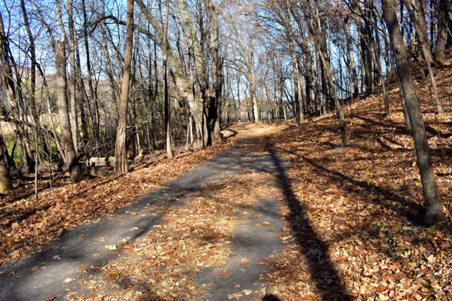 fall leaves on a paved trail