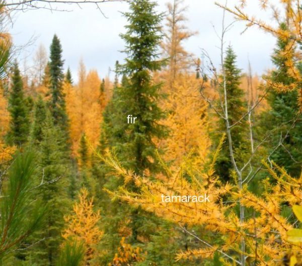 Do You Know Your Minnesota Trees? • Twin Cities Outdoors