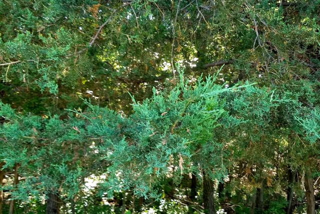 cedar leaves