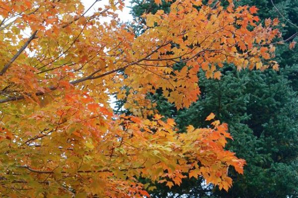 Do You Know Your Minnesota Trees? • Twin Cities Outdoors