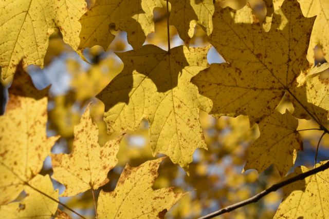 golden maple leaves