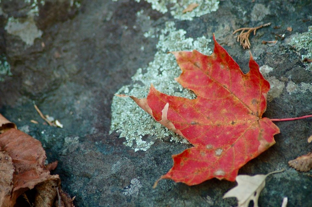 red maple leaf on a rock