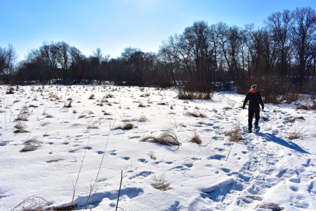 snowshoer on a frozen marsh in bunker park
