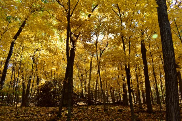 yellow maple trees in the fall