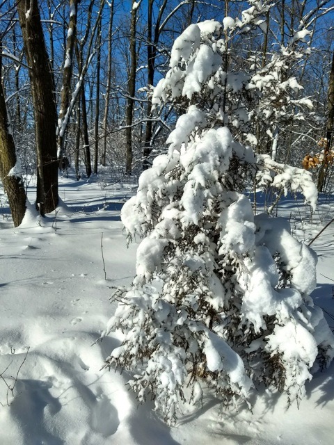 Snowshoeing in Rum River Central Regional Park • Twin Cities Outdoors