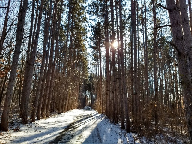 paved trail in winter through an avenue of red pine