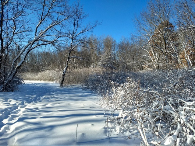 fresh snow, blue sky and a snowshoe trail