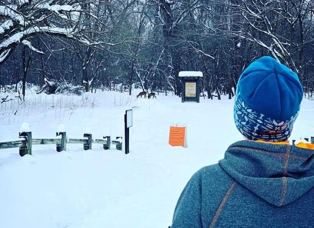 skier looking at two deer in the woods
