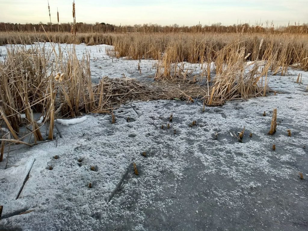 frozen pond with cattails
