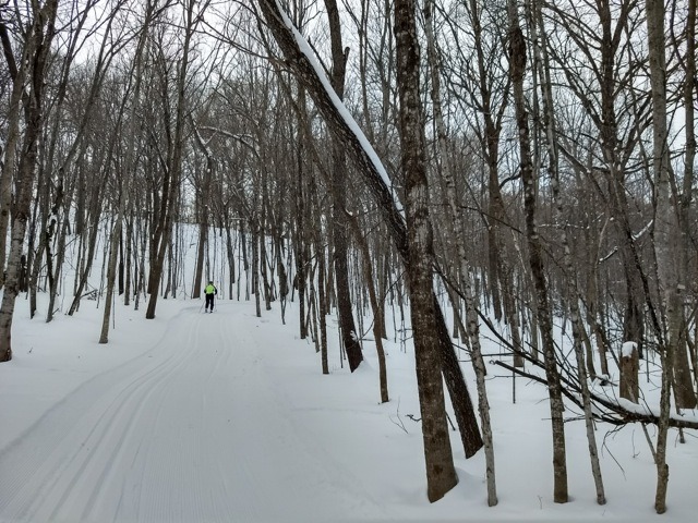 a skier on the hillier section of deer creek loop, through the woods