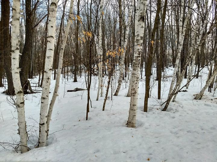 birch trees in the snowy woods