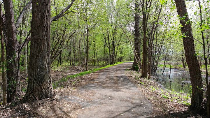 new leaves budding out along a paved hiking trail