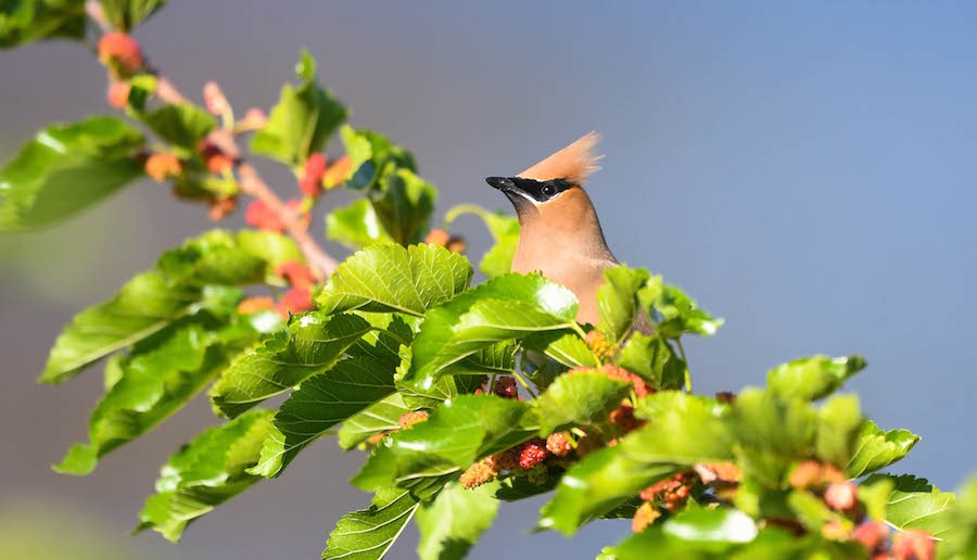 cedar waxwing on a branch © Brian Whitson