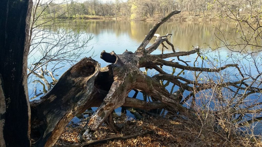 fallen tree on the shore of highland lake