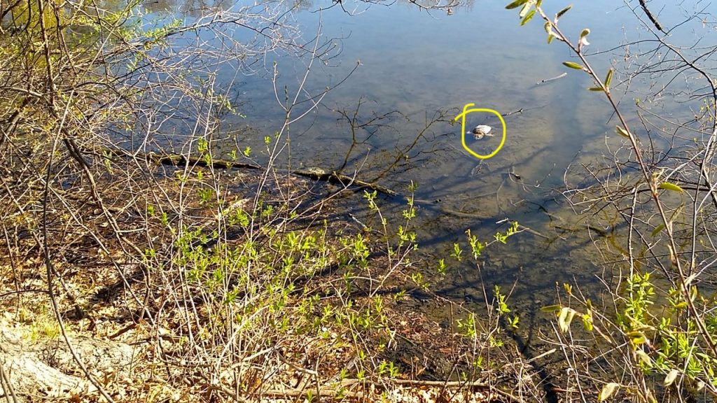 mama snapping turtle in the water near shore