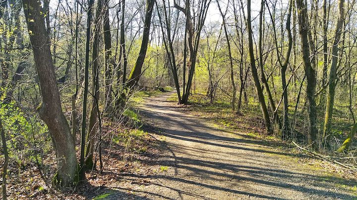 dirt hiking trail at locke county park, in the trees in early spring