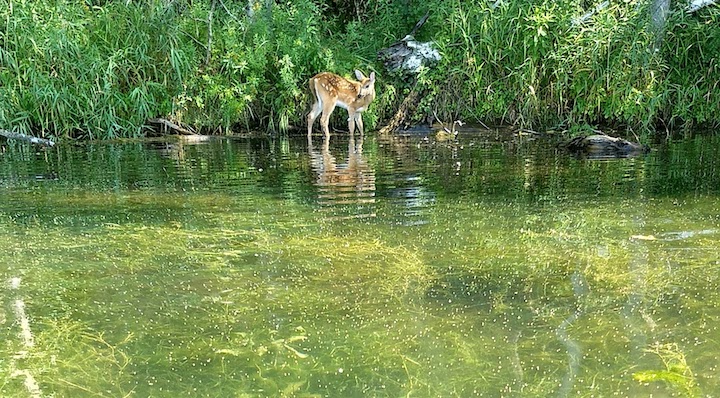 a little fawn drinks along the shoreline of the lake