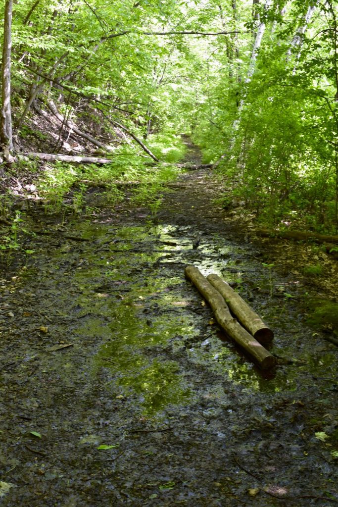 hiking trail mud, st croix bluffs