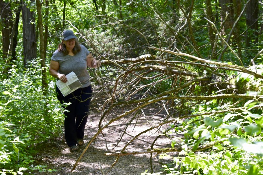 woman hiking around a fallen tree, st croix bluffs regional park