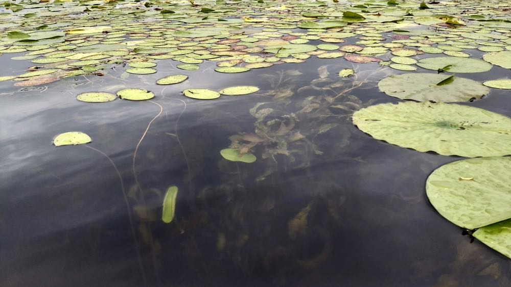 super water clarity on big marine lake among the lily pads