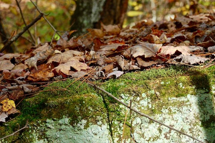 fallen leaves on a moss-covered rock