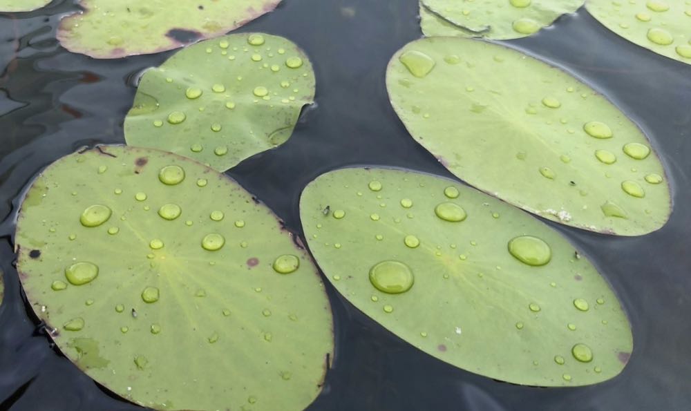 water droplets on lily pads 