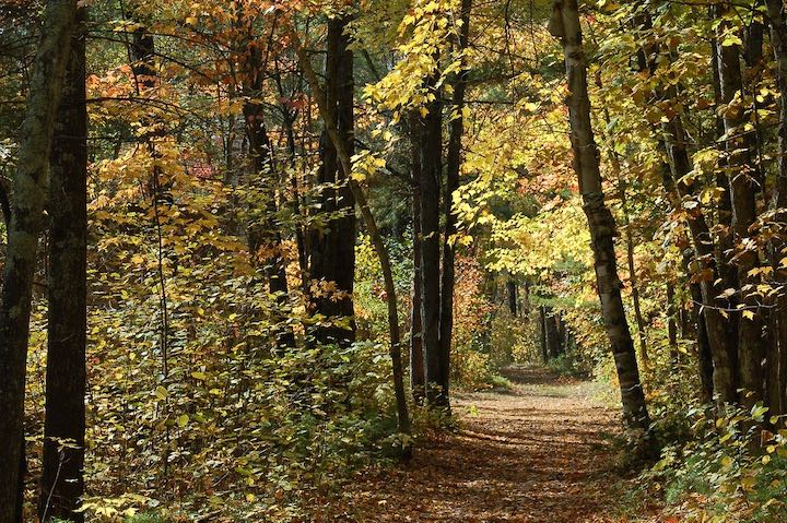 hiking trail in banning state park, surrounded by forest in fall