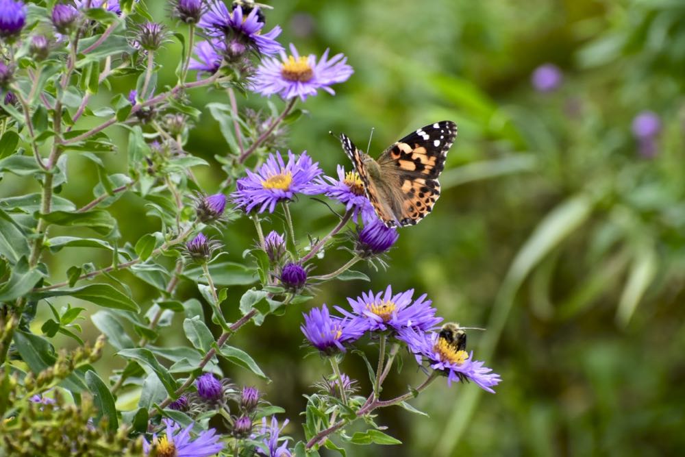 butterfly on aster, crosby farm park