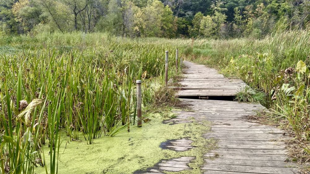 boardwalk at crosby farm regional park over a swampy part