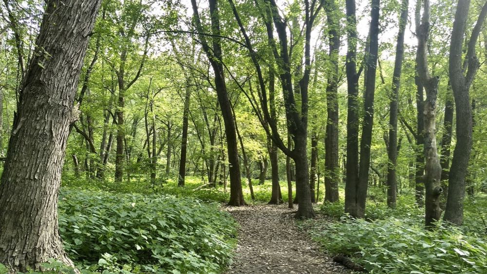crosby farm regional park, forested hiking trail with mature trees