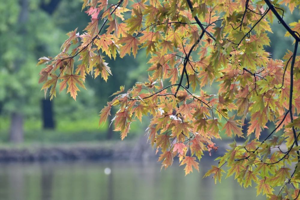 fall color at Crosby Farm Regional Park