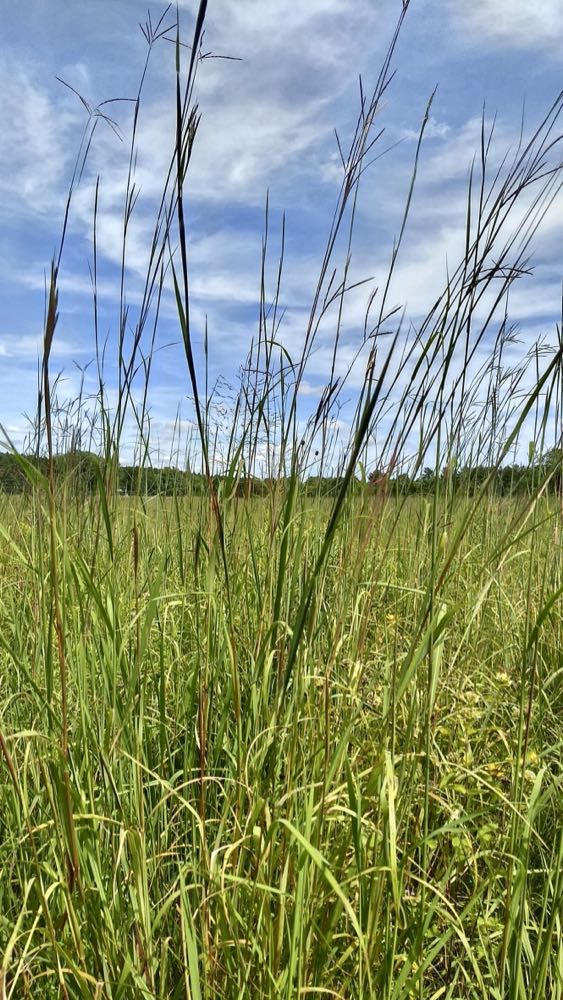 tall prairie grasses at pine point
