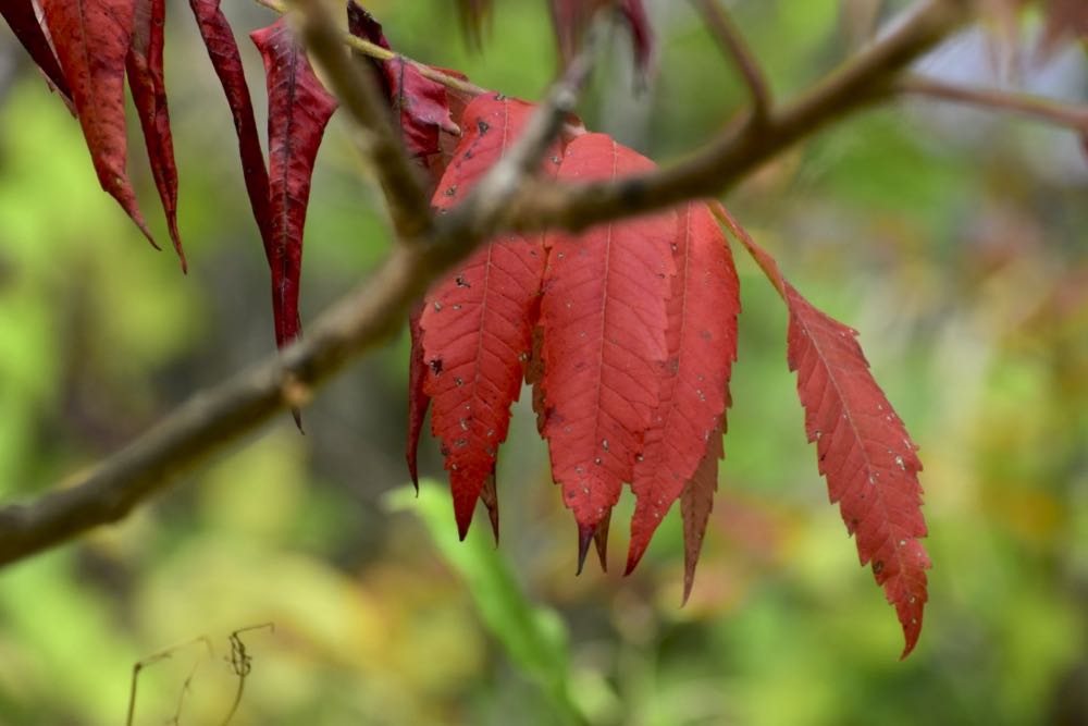 red sumac leaves, crosby farm pak